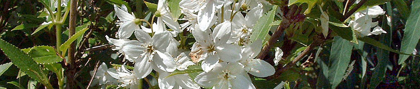 Bruidsbloem Bruidsbloem