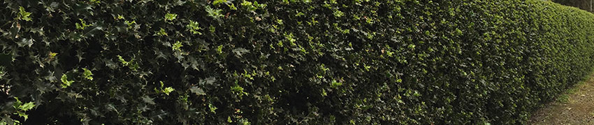 Hulst als haagplant Hulst als haagplant