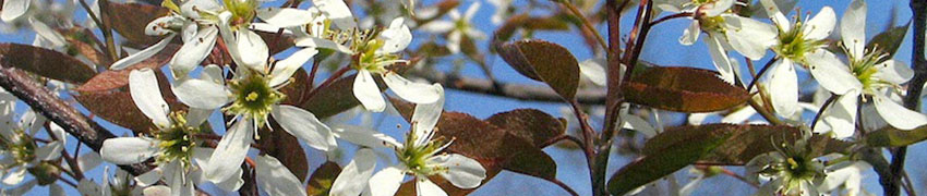Krentenboom