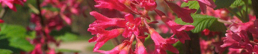 Ribes Ribes
