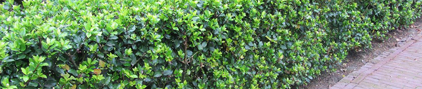 Schijnhulst als haagplant Schijnhulst als haagplant
