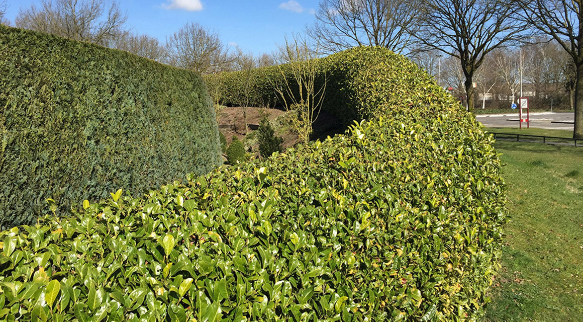 Om wat voor soort haagplant vraagt een kleine tuin?