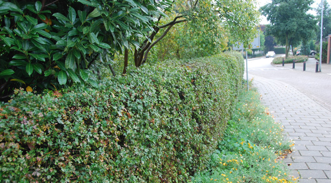 Inheemse plattelandshagen