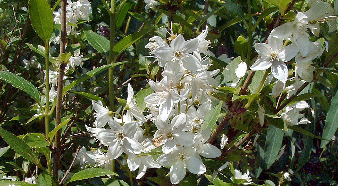Bruidsbloem