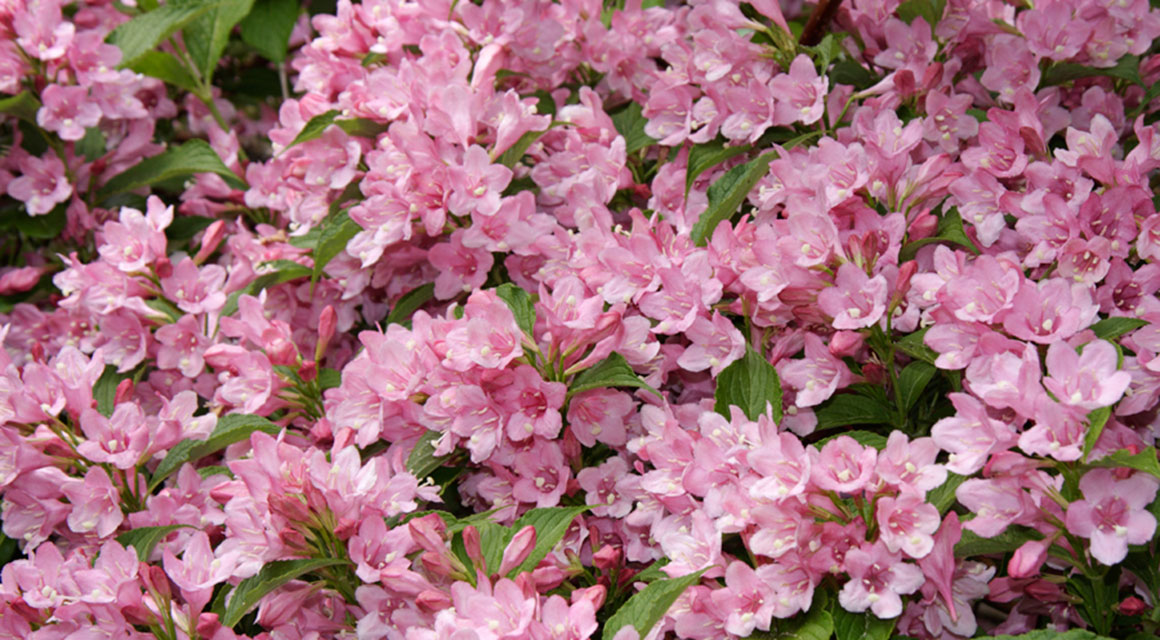 De Weigela