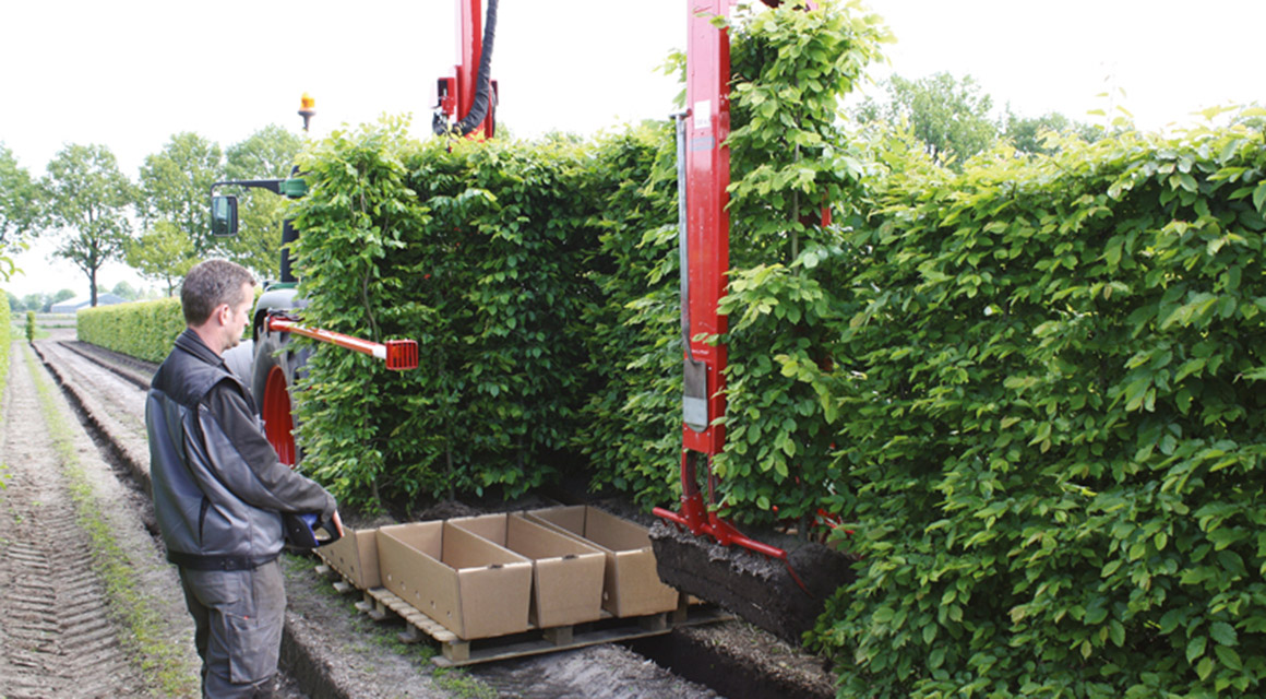 Kant-en-klaarhagen zijn volledig gezond bij haagplanten.net