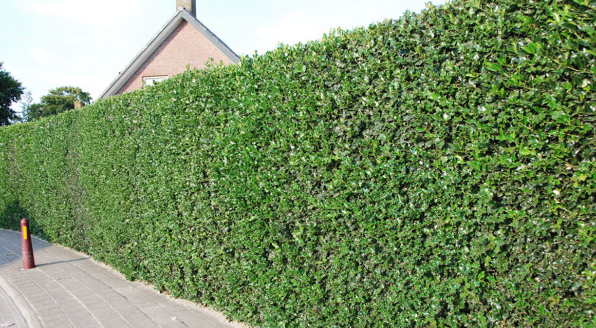 Er zijn ook wintergroene inheemse hagen