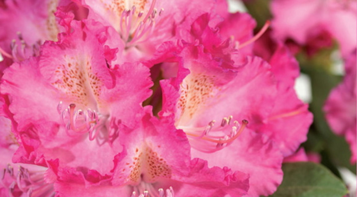 Bruidsbloem