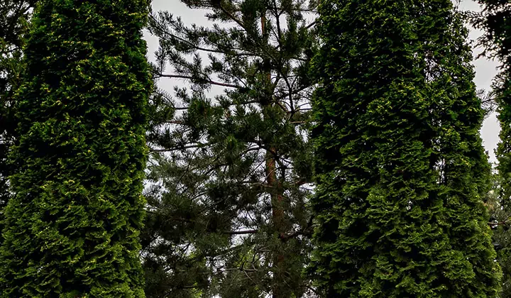 Thuja in de tuin