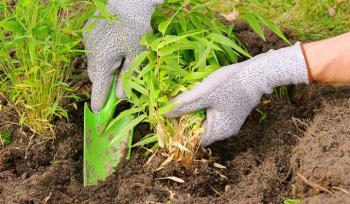 Bamboe planten in een bak of pot