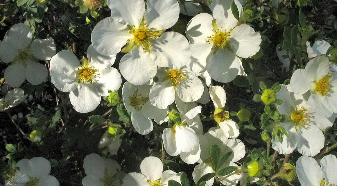 Bladverliezende haagplanten tuin