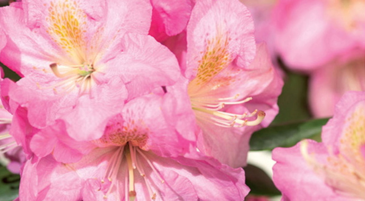 Bloeiend: de rhododendron