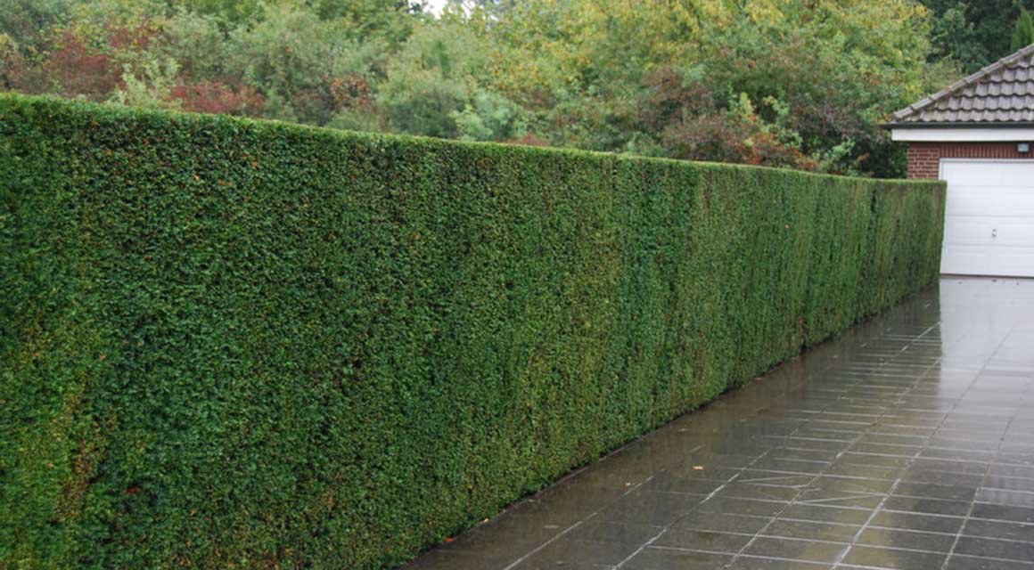De juiste bodem voor de taxus
