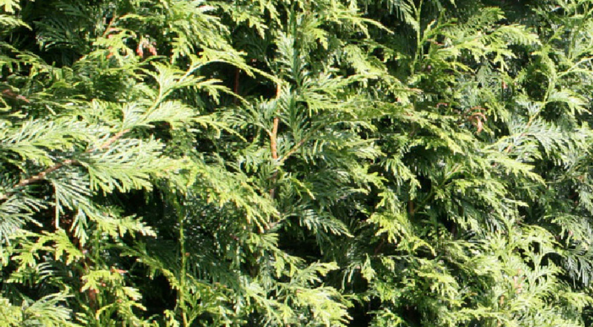 Bruine plekken thuja