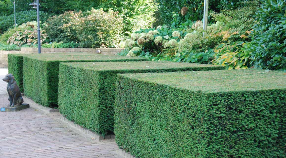 Coniferen en taxus gevoelig voor droogte