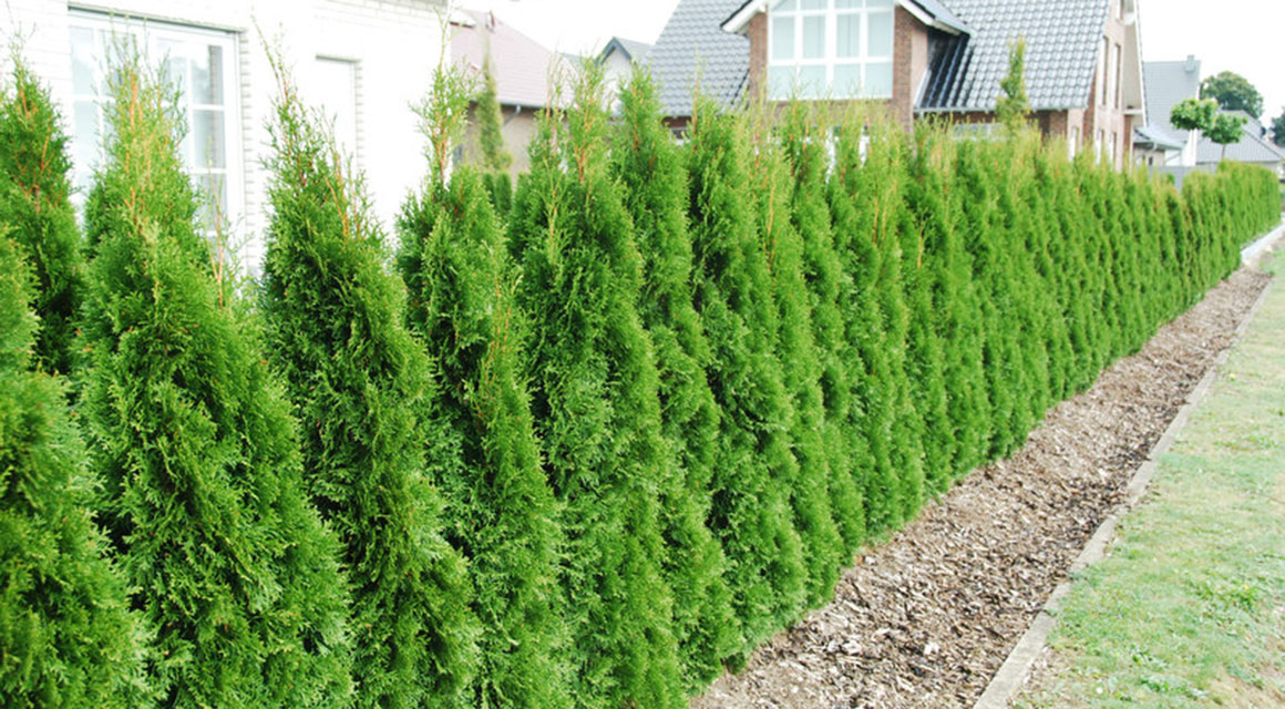 De eigenschappen van de thuja