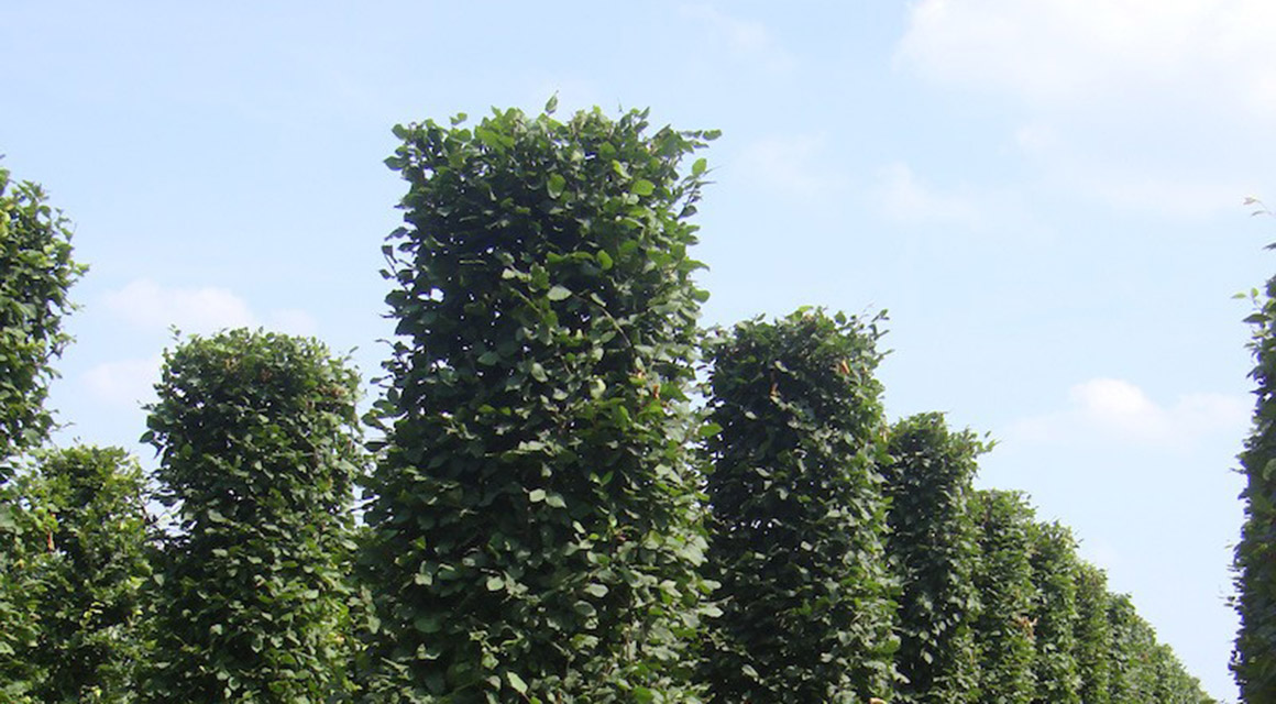 Auch als Fertig-Hecke erhältlich