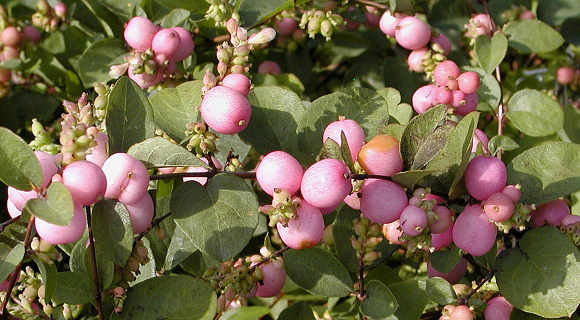 Kijk naar het formaat van uw tuin
