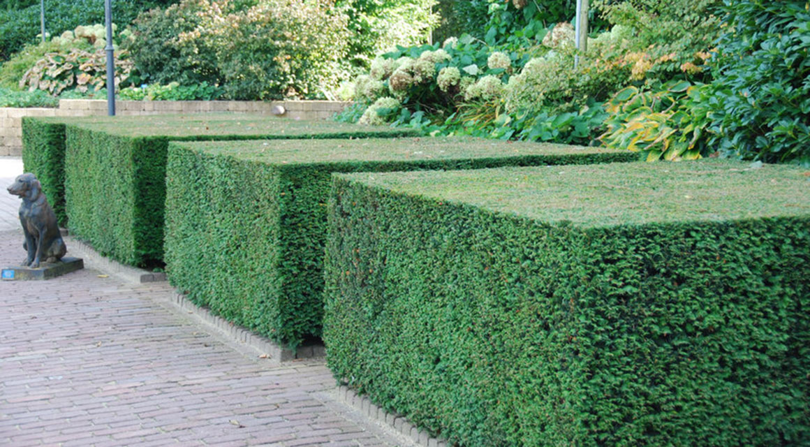 Formeel: de taxus