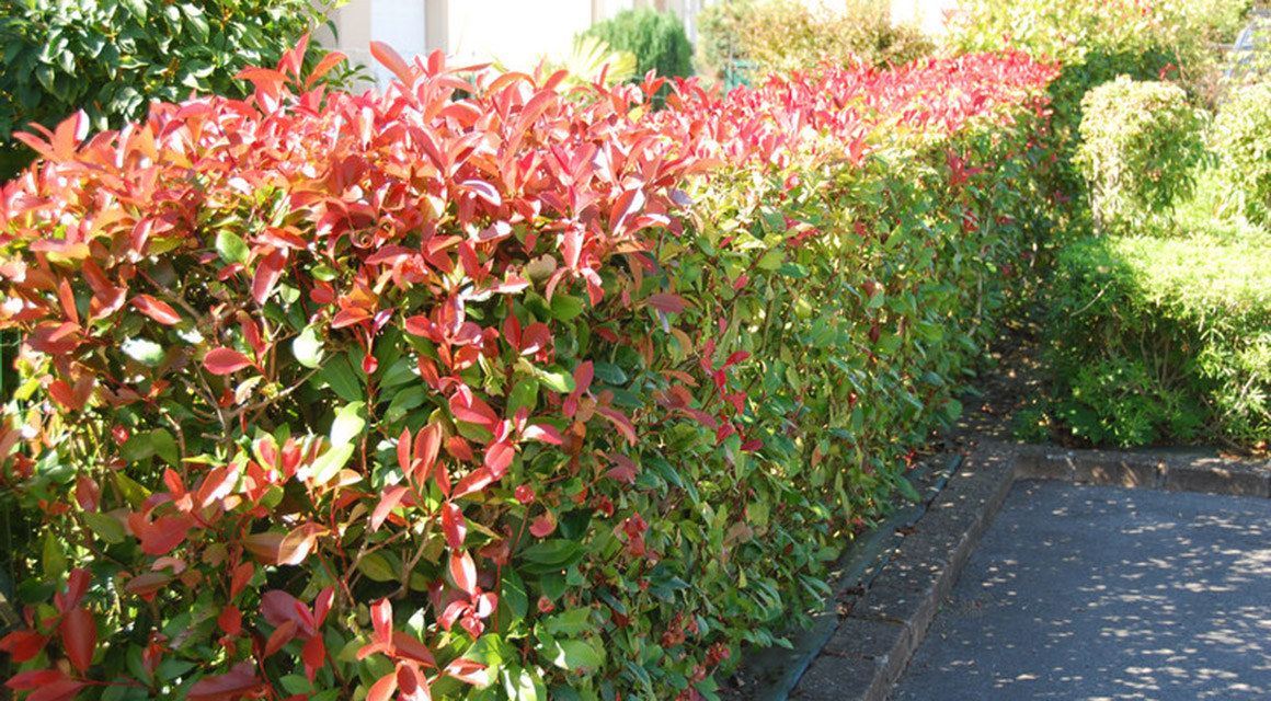 Glanzmispel 'Red Robin'
