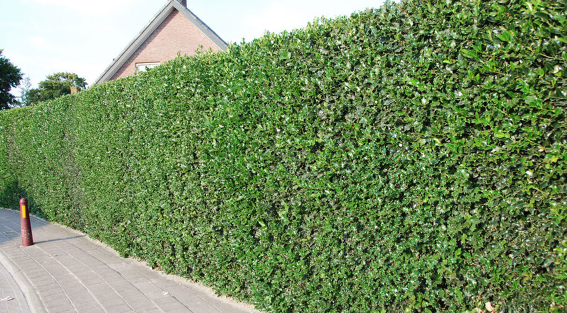 Andere goedkope haagplanten