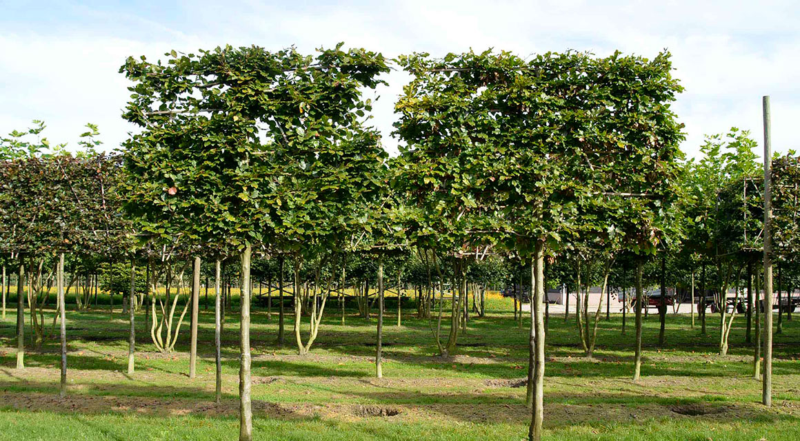 Groene beuk leibomenhaag