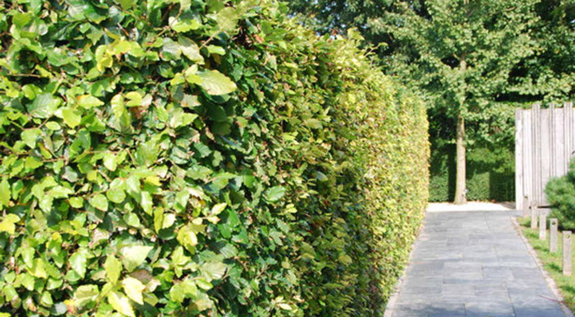 groene beuk plant