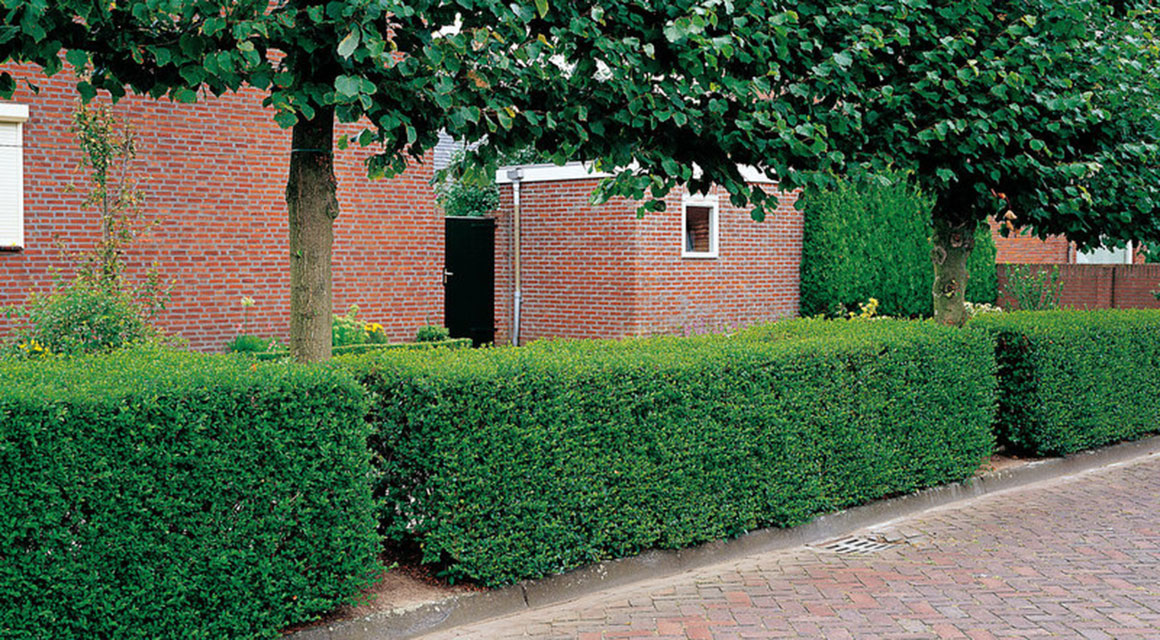Kijk goed naar de grondsoort in uw tuin