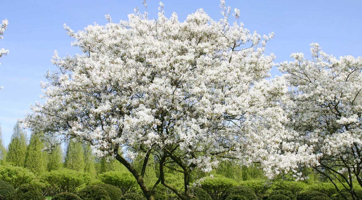 Haag bemesten lente