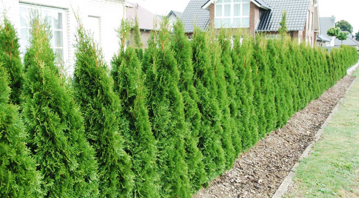 Haag van thuja coniferen