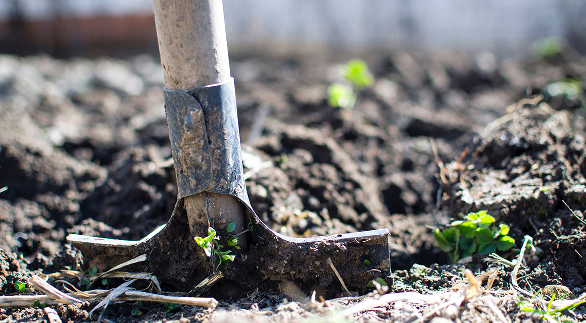 Haagplanten bemesten