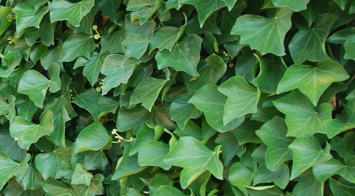 Haagplanten bij formaat tuin passen