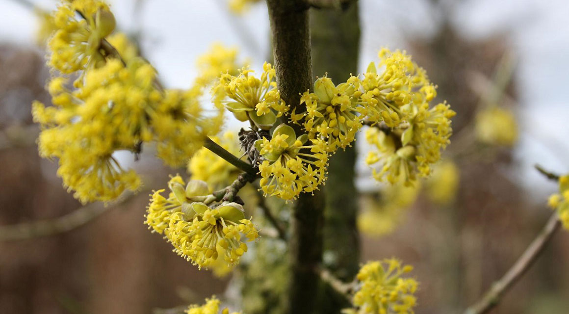 Wat voegen haagplanten toe aan een wintertuin?