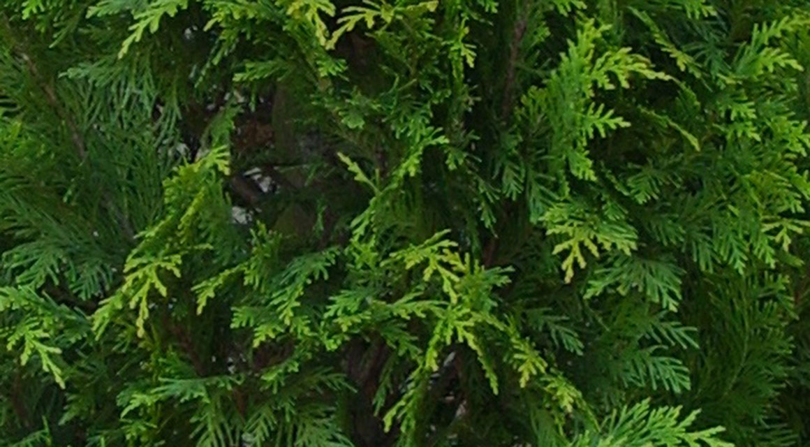 Algemene informatie over de Californische cipres en de leylandii