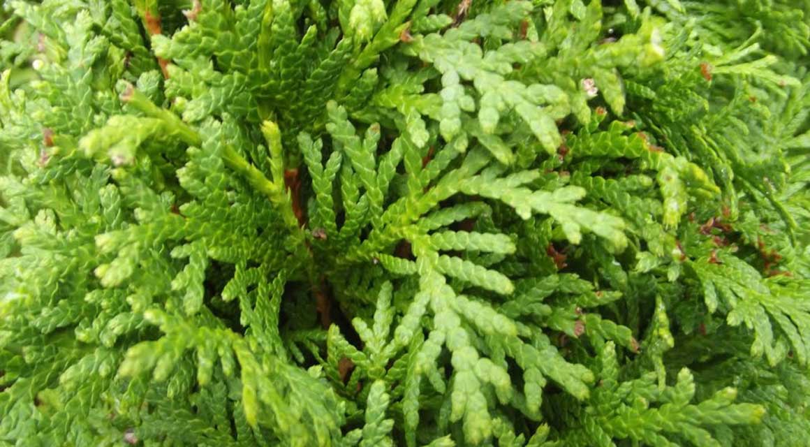 Kies de juiste soort thuja
