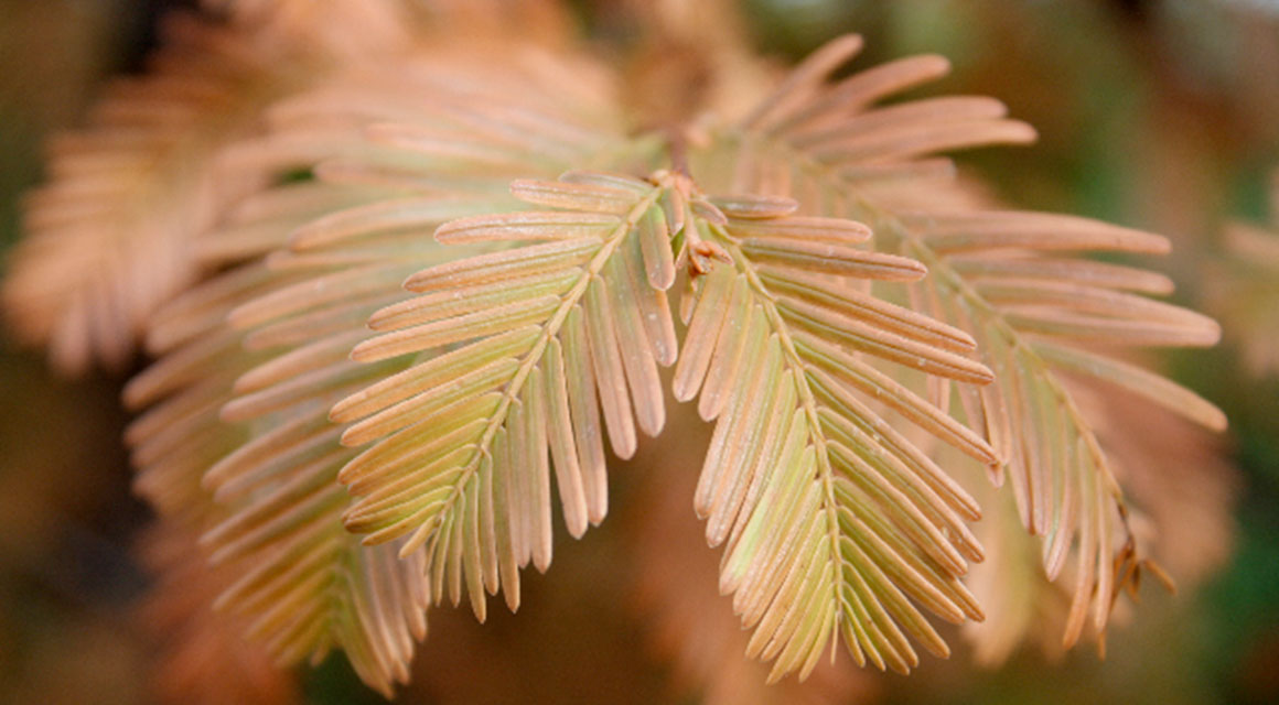 Juiste haagplanten bij omstandigheden tuin