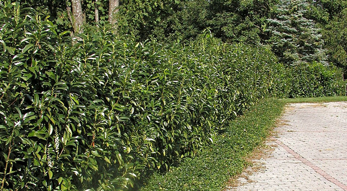 Laurier Genolia smal in de tuin