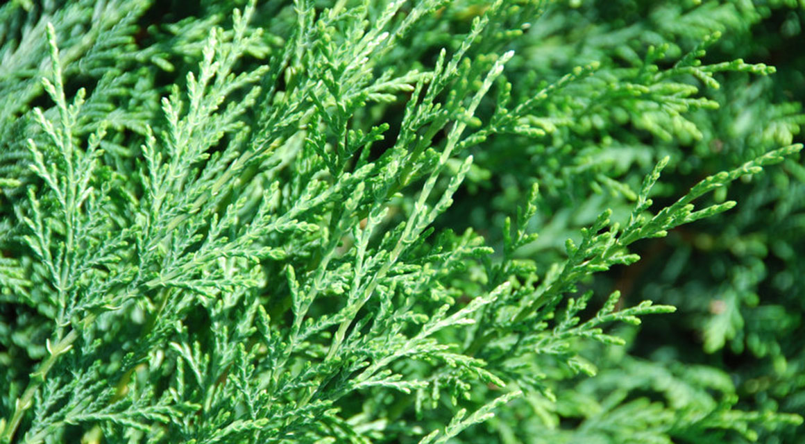 leylandii