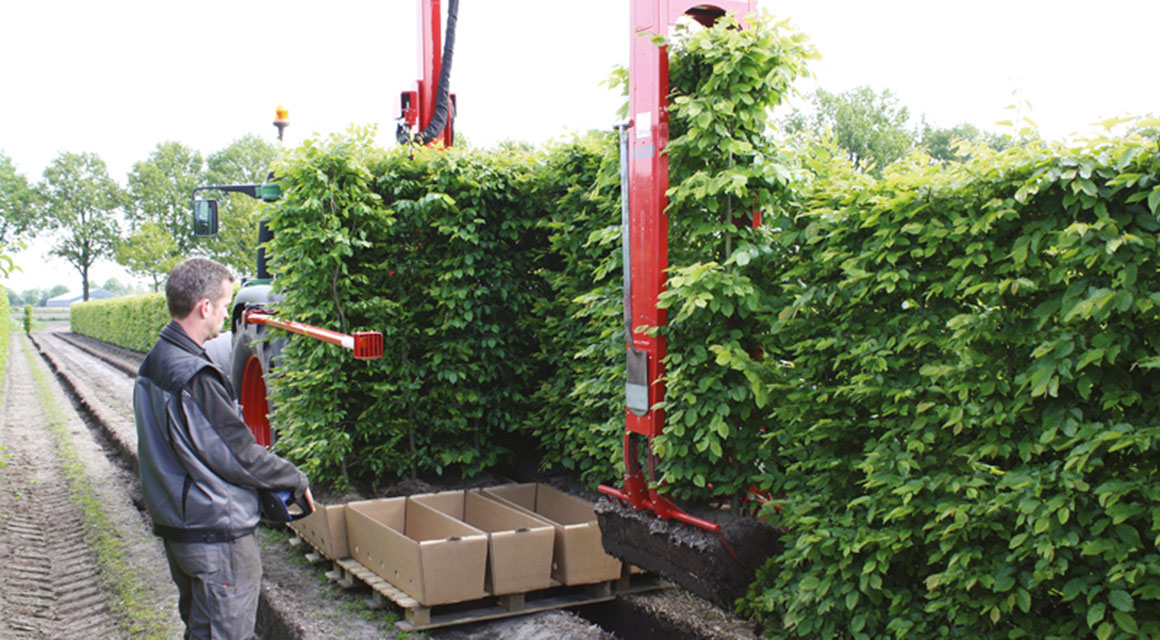 Bijna het hele jaar te planten