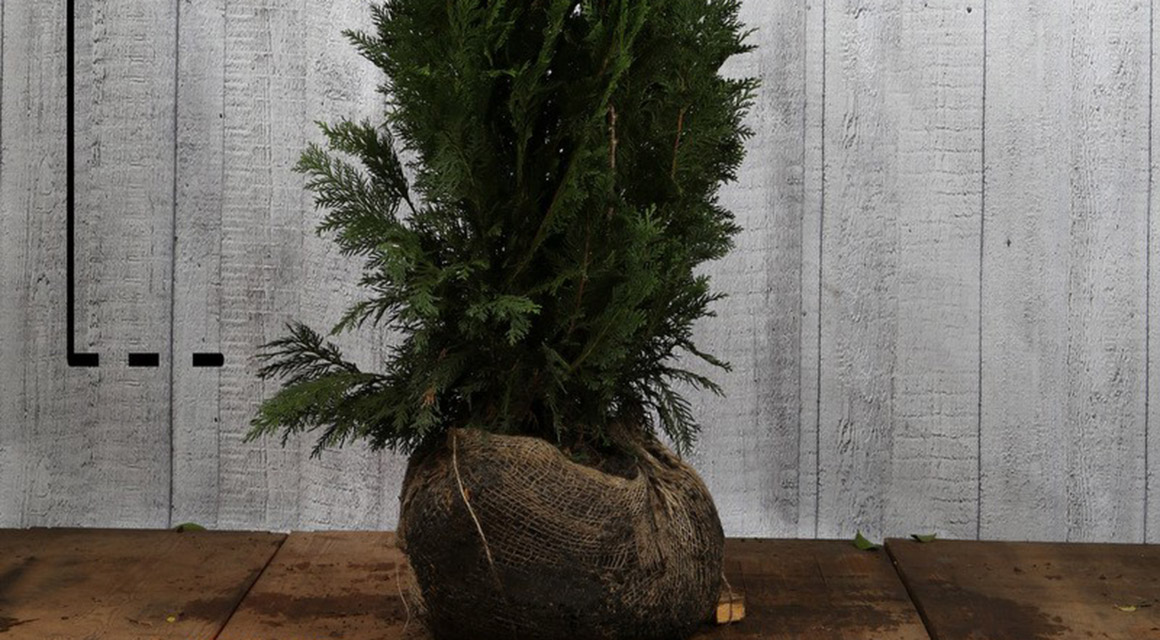 Planten met kluit verplante