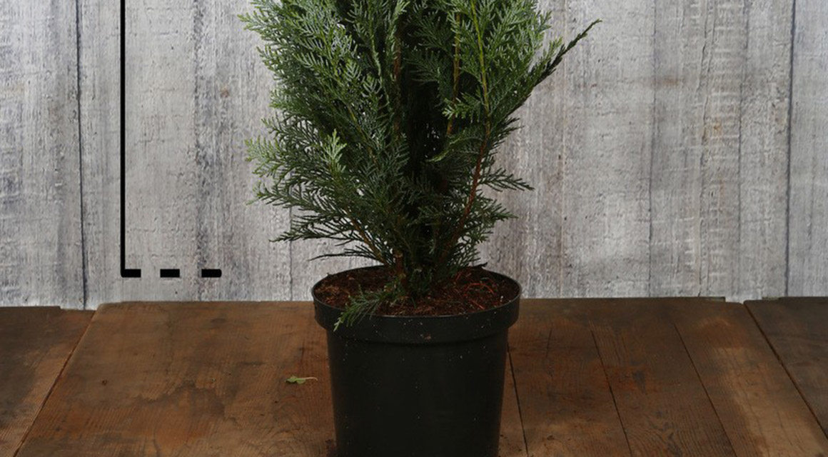 Planten in pot verplanten