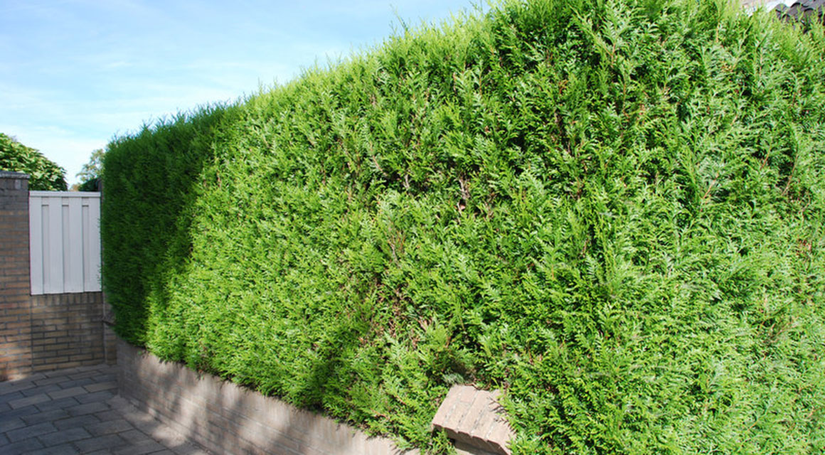 De reuzenlevensboom 'Martin', 'Excelsa' en 'Atrovirens'