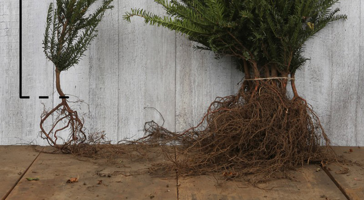 Taxus met blote wortel planten