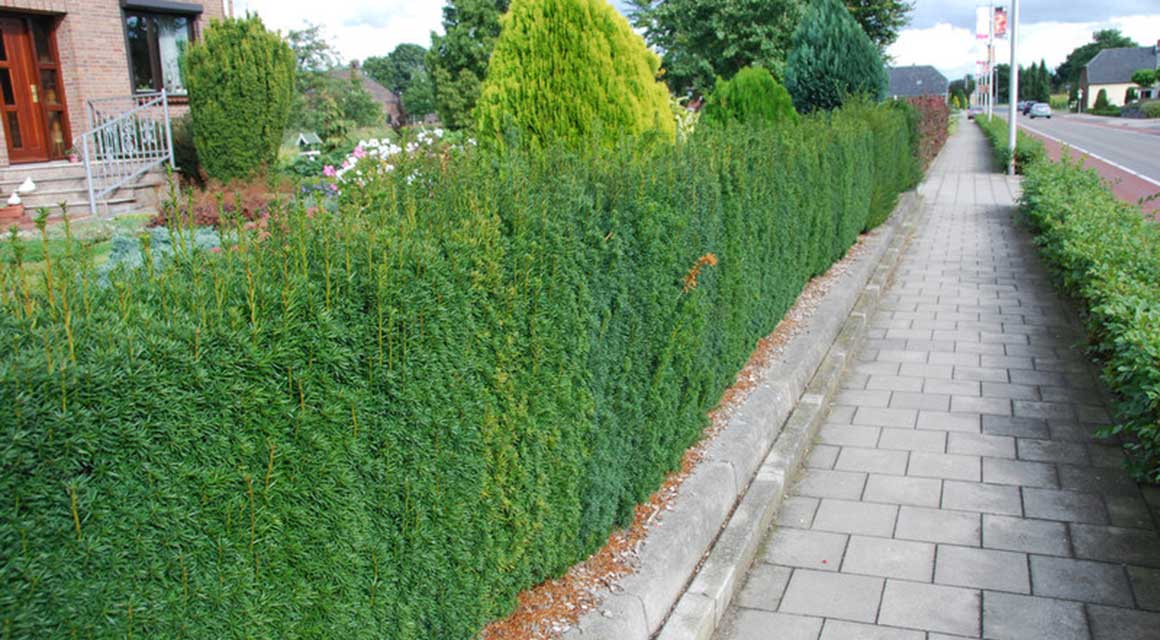 Taxus extra voeding