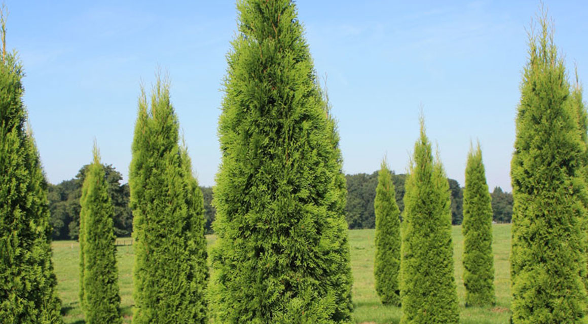 Thuja planten: wanneer en hoe