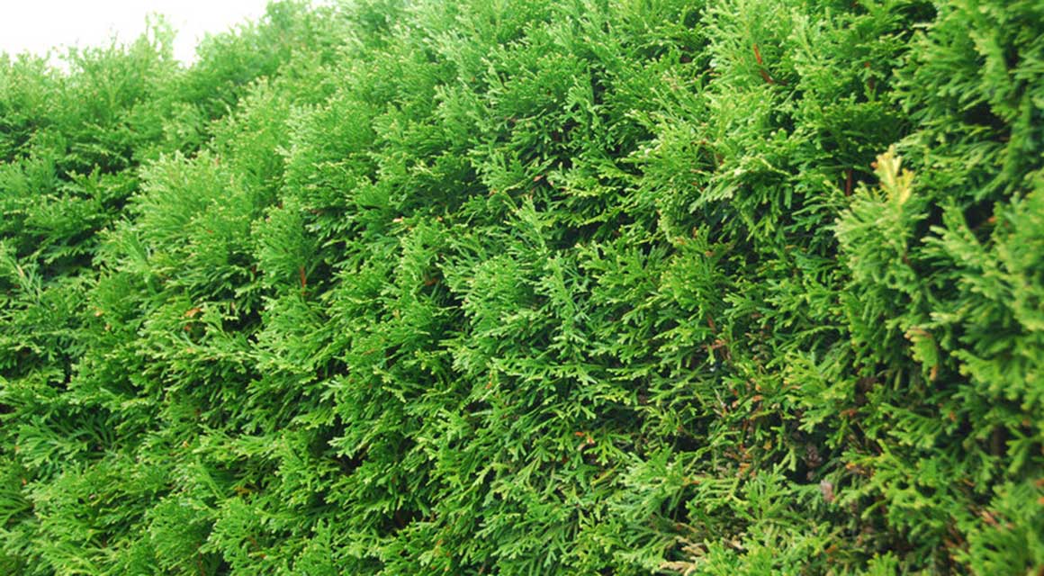 Thuja ‘Smaragd’ in pot of bloembak