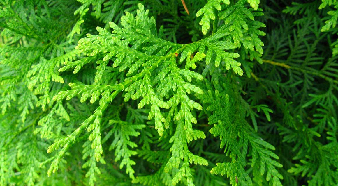Thuja solitair aanplanten