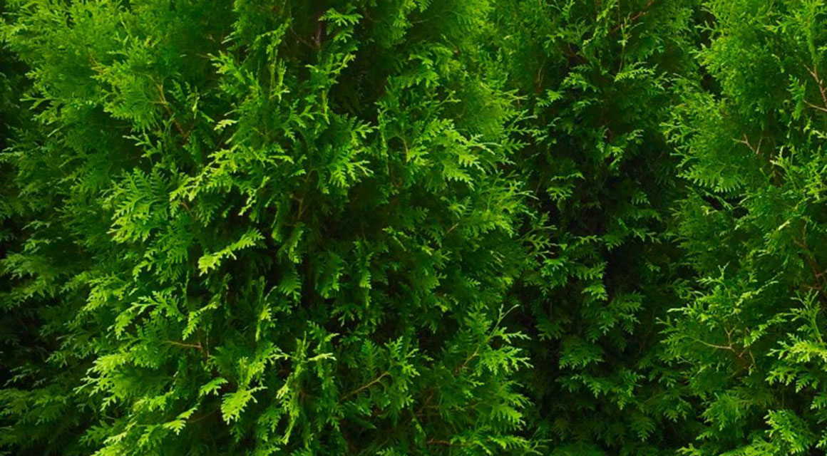 Ihre Thuja-Hecke in Top-Zustand halten