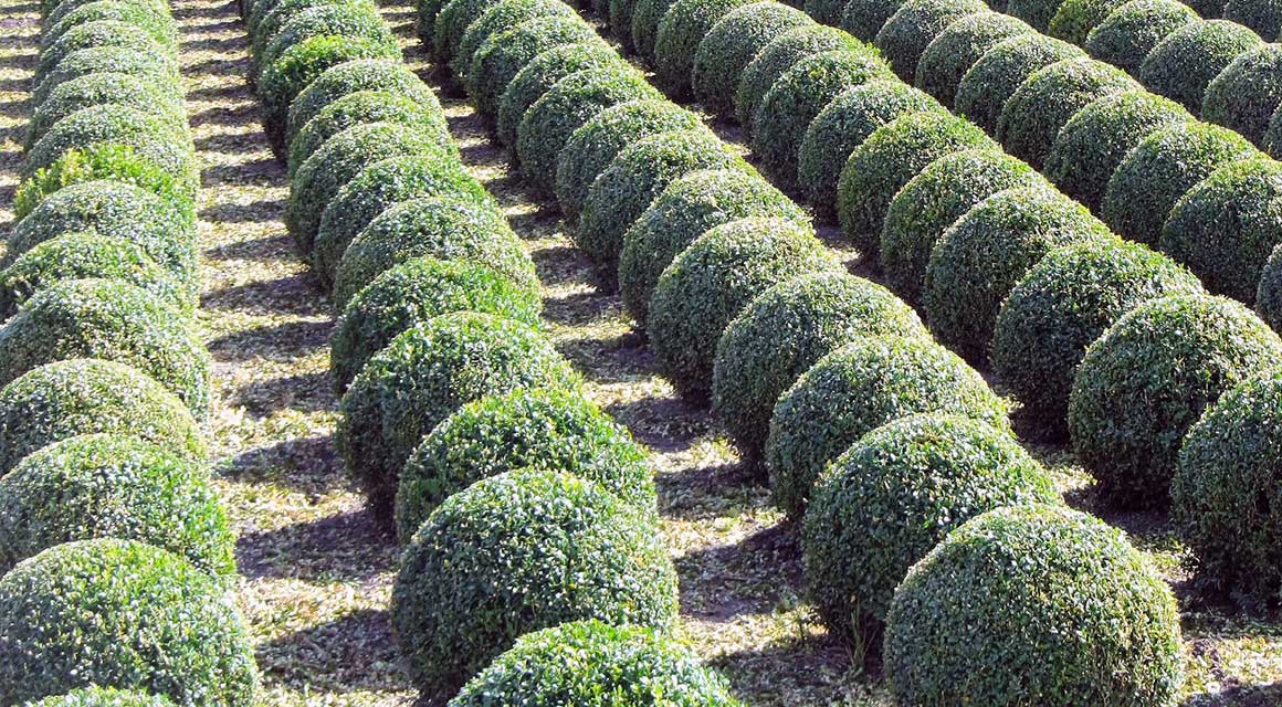Haagplanten tuinontwerp