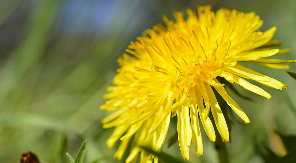 De planten kunnen tegen het Nederlandse klimaat
